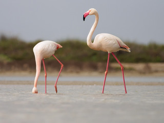 Greater Flamingoes (Phoenicopterus roseus) in Camargue