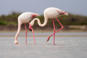 Greater Flamingoes (Phoenicopterus roseus) in Camargue - obrazy, fototapety, plakaty