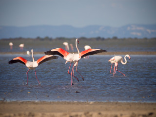 Greater Flamingoes (Phoenicopterus roseus), Camargue, France