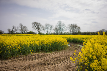 Rapeseed field yellow flowers in springtime