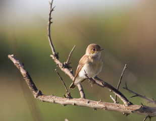 European Pied Flycatcher (Ficedula hypoleuca) - female, Camargue, France