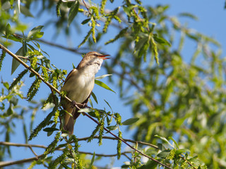 Great Reed Warbler (Acrocephalus arundinaceus) at the bank of Lago di Garda, Italy