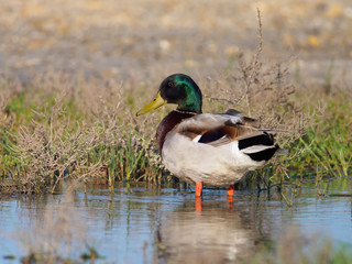 Mallard (Anas platyrhynchos), Camargue, France