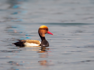 Red-crested pochard (Netta rufina) at Lago di Garda, Italy