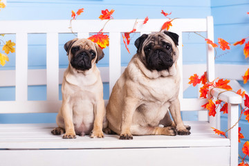 Two pug mother and son sitting on a white bench twisted by autumn leaves and looking at the camera