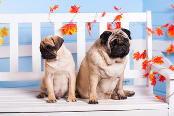 Two pug mother and son sitting on a white bench  twisted by autumn leaves and looking in different directions