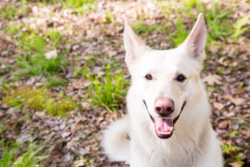Close-up White Shepherd Dog in Woods