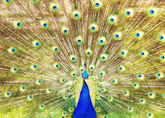 Closeup of Peacock Displaying Train