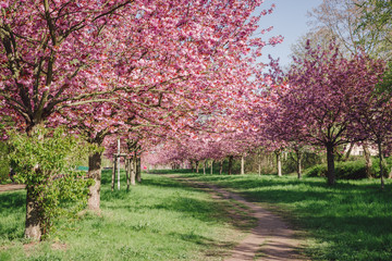 japanese cherry blossoms against blue sky