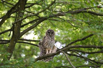 Juvenile barred owl