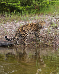 Amur Leopard