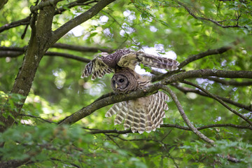 Juvenile barred owl