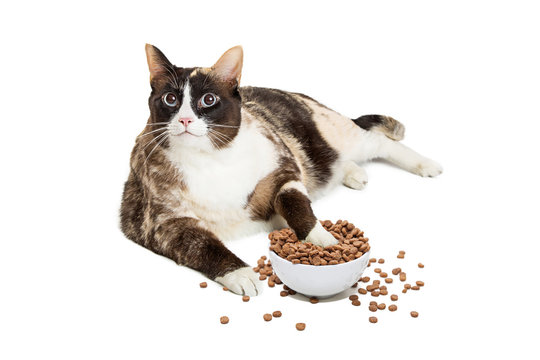 Fat Cat Eating From Overflowing Food Bowl