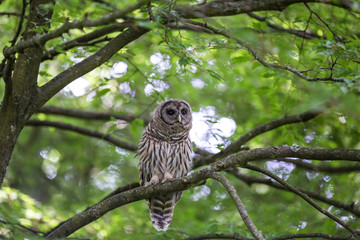 Juvenile barred owl