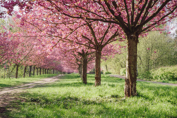 Fototapeta premium japanese cherry blossoms against blue sky