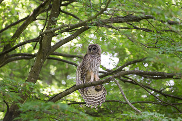 Juvenile barred owl