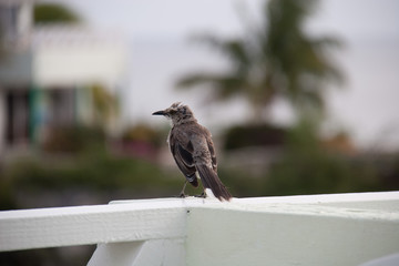 Bird standing