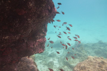 School of fish