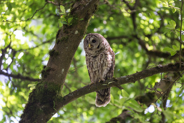 adult barred owl