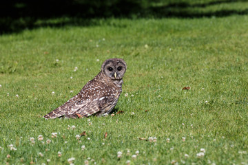 Juvenile barred owl