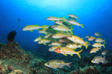 Fototapeta na wymiar Fish school on coral reef. Yellowfin Goatfish