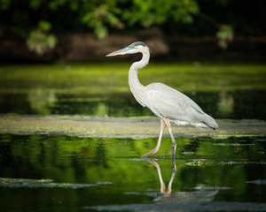 Obraz premium Great Blue Heron
