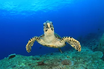 Tableaux ronds sur plexiglas Tortue La tortue imbriquée se nourrit de corail