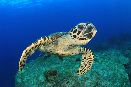 Hawksbill Sea Turtle feeds on coral