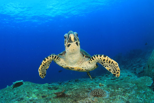 Hawksbill Sea Turtle feeds on coral