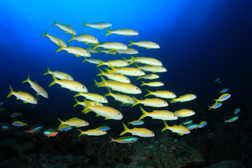 Fototapeta na wymiar Fish school on coral reef. Yellowfin Goatfish