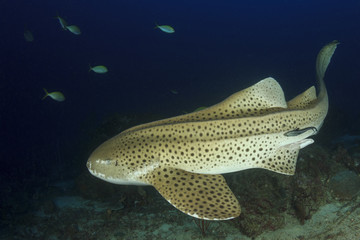 Zebra Shark (Leopard Shark)