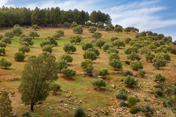 Fototapeta na wymiar Spring landscape around Fes, Morocco