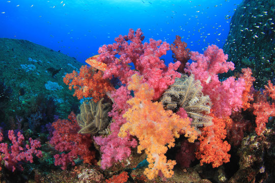 Fototapeta Underwater coral reef with fish in ocean
