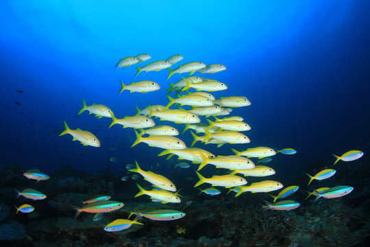 Fish school on coral reef. Yellowfin Goatfish