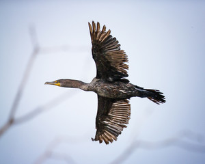 In Flight
