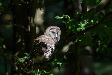 Fototapeta premium Juvenile barred owl