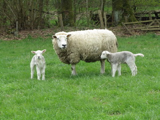 Lämchen, Lamm