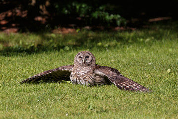 Juvenile barred owl