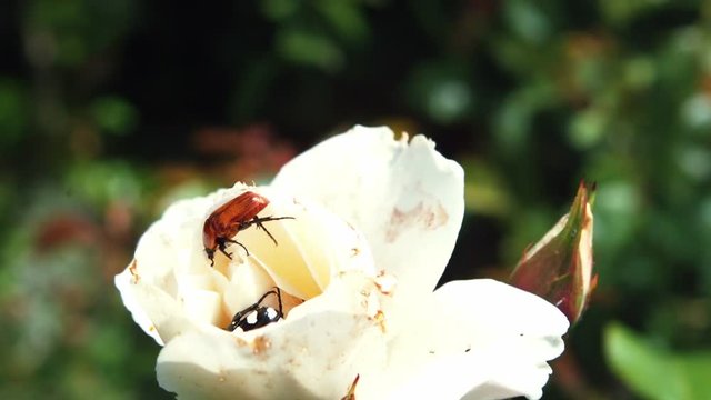 Beetle on white flower on sunny day