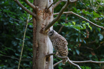 Juvenile barred owl