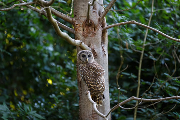adult barred owl
