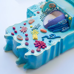 Model of animal cell in laboratory