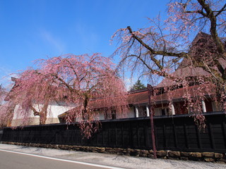 角館 武家屋敷 桜 青空