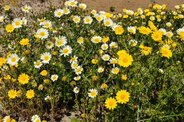 White & yellow flowers blooming during spring by the beach of San Diego, California