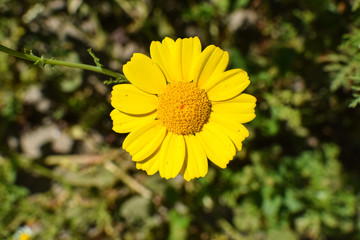 Yellow flower blooming on spring at a park
