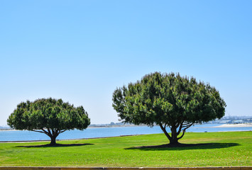 Trees at a park by the bay of San Diego California