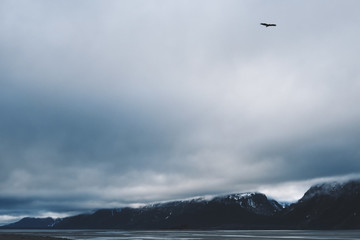 Bald Eagle Soars Within a Lonely Forgotten Landscape with Foreboding Skies