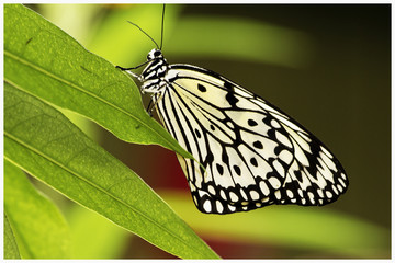 butterfly on leaf