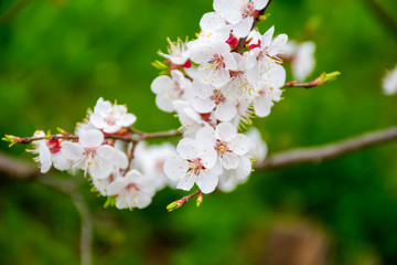 In the spring bloom in the gardens of Japan apple and cherry.