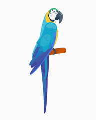 Fototapeta premium Cartoon tropical parrot wild animal bird vector illustration wildlife feather zoo color nature vivid.